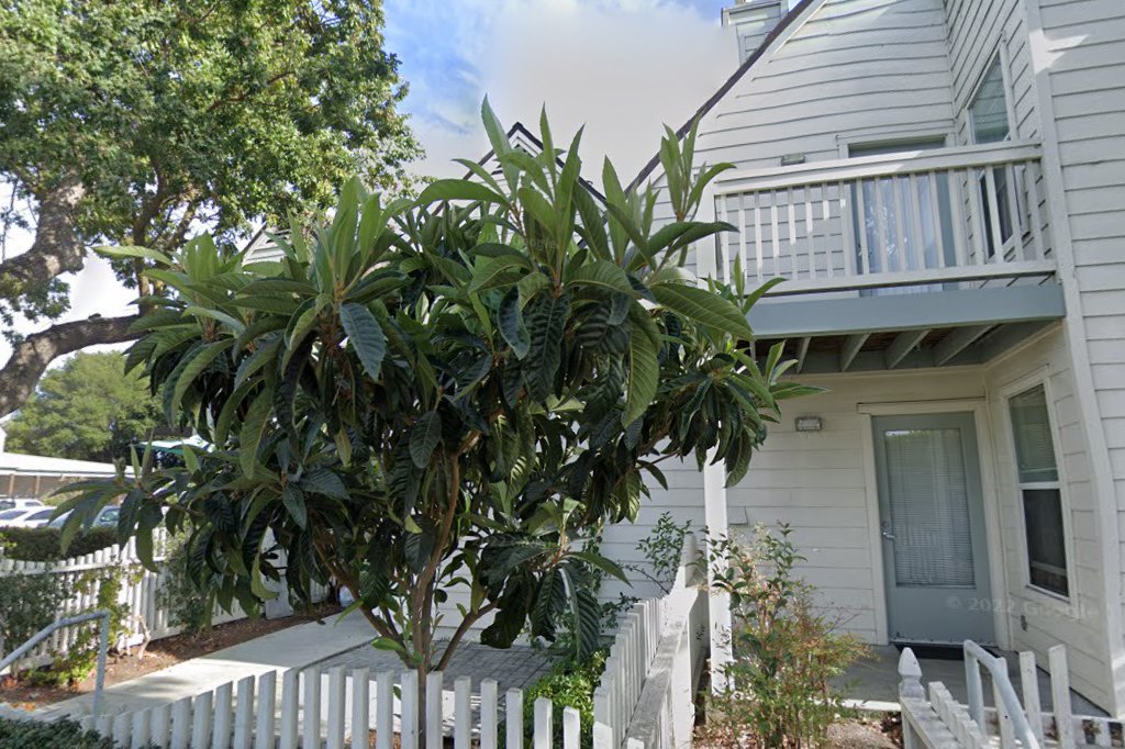 Laureola Oaks