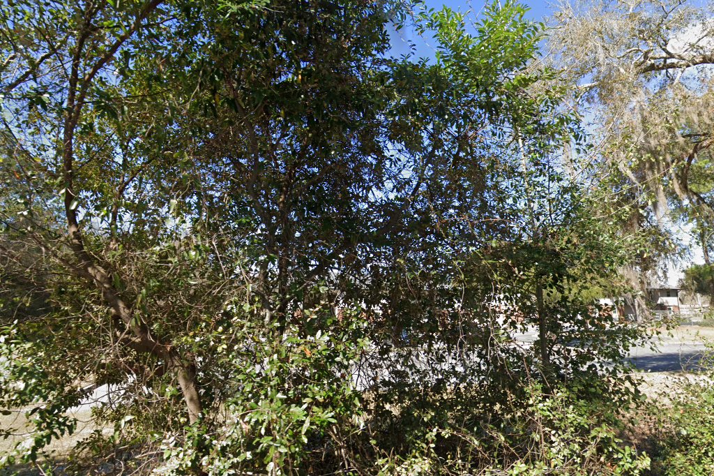 Azalea Woods