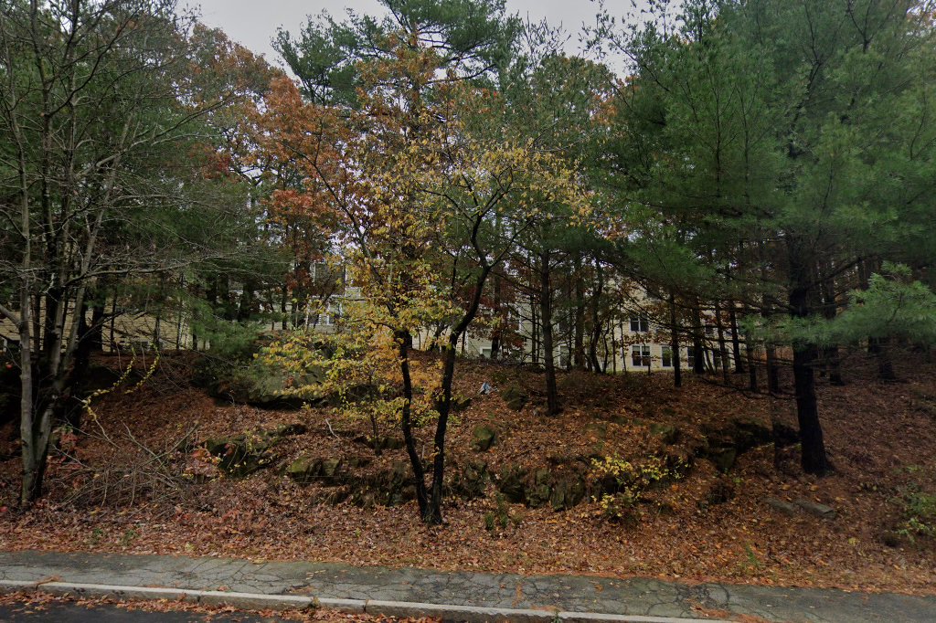 Turtle Woods