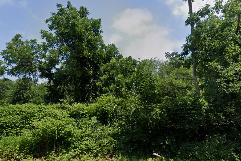 Woods At Wareham