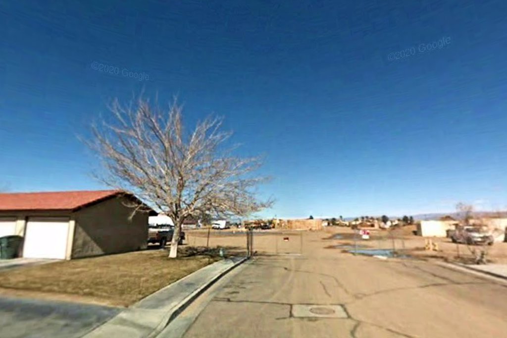 Desert Willow